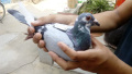 信鸽归巢的奥秘 The mystery of pigeon homing